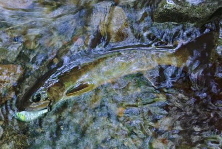 接近戦のイワナ釣り ～長良川水系～